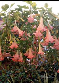 Pianta brugmansia rosa adulta 8€