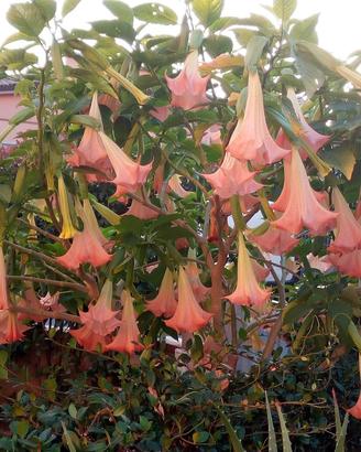 Pianta brugmansia rosa adulta 8€