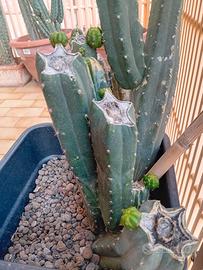 Talee di Echinopsis (ex Trichocereus)