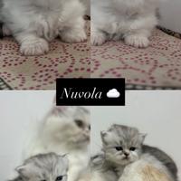 GATTINI Persiani