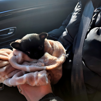 Cuccioli molto piccoli