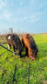 Coppia mini pony