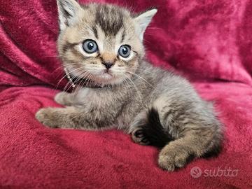 british Shorthair maschio pedigree 