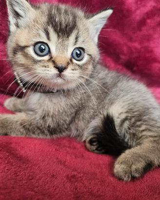 british Shorthair maschio pedigree 