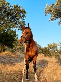 Cavallo sella italiano intero