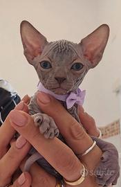 Sphynx cucciola blu pedigree enfi