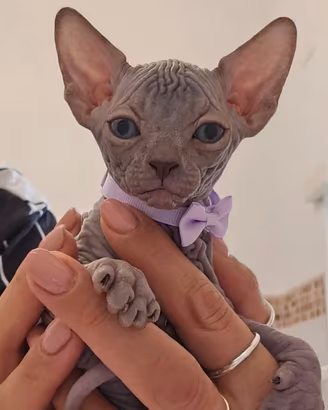 Sphynx cucciola blu pedigree enfi