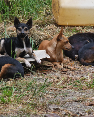 Pinscher