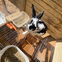 Coniglio papillon maschio