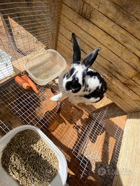 Coniglio papillon maschio