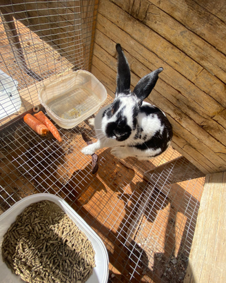 Coniglio papillon maschio