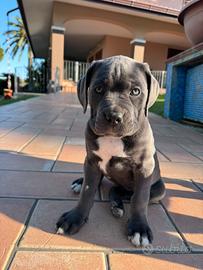 Cucciolo cane corso grigio femmina