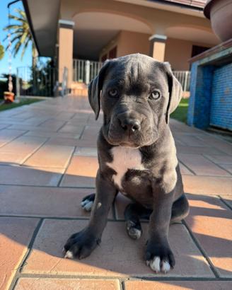 Cucciolo cane corso grigio femmina