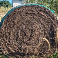 Fieno per pacciamare orto 