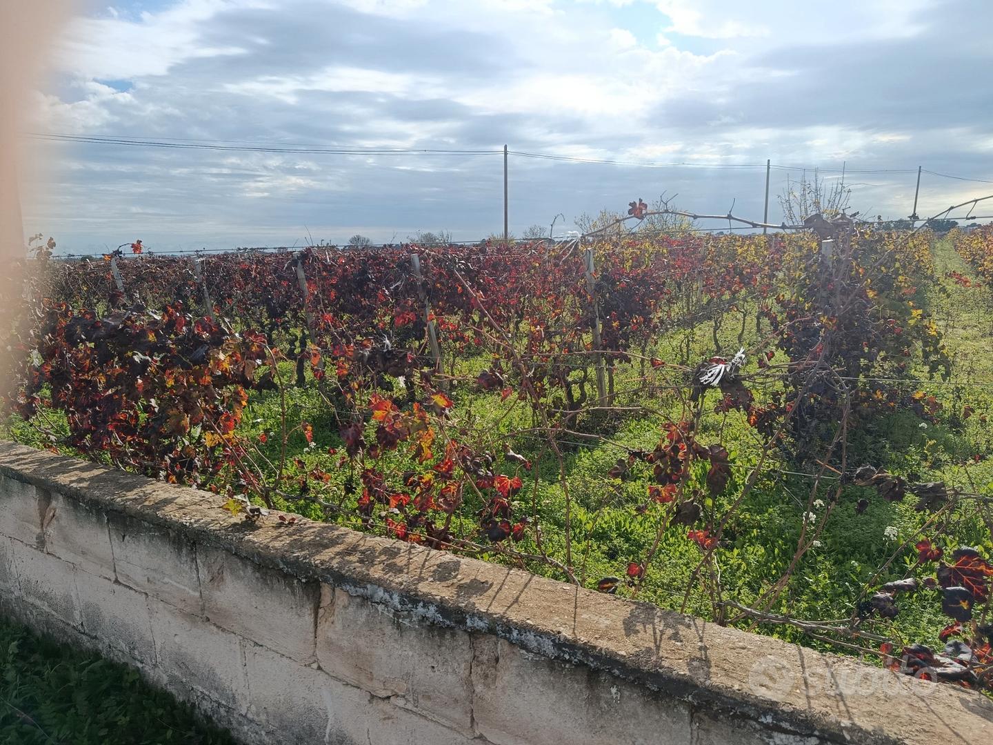 Terreno di due ettari con vigneto - Vista 5