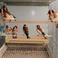 Cardellini Mayor Maschi