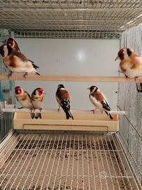 Cardellini Mayor Maschi