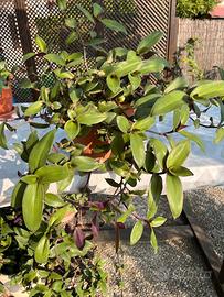 Pianta tredescantia