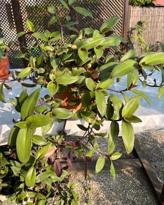 Pianta tredescantia