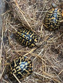 Trio di tartarughe di terra
