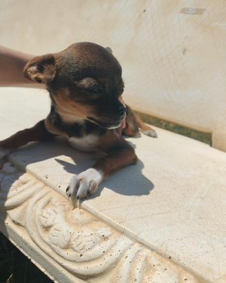 Cane chihuahua