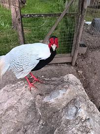 Polli