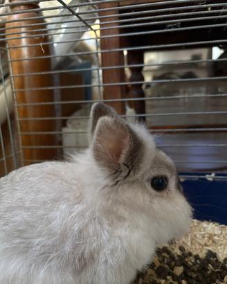 Coniglietta nana