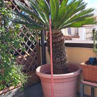 CYCAS REVOLUTA ULTRADECENNALI IN VASO RESINA