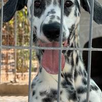 Dalmata in adozione :vi presentiamo loki