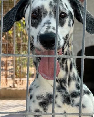 Dalmata in adozione :vi presentiamo loki