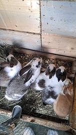 Cuccioli di conigli