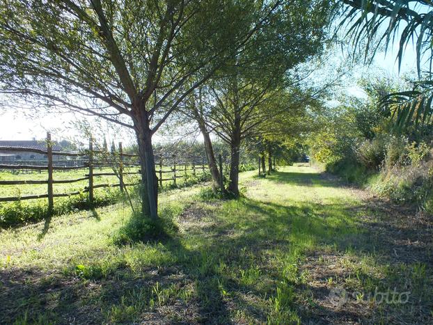 Terreno 1 ha con 120 olivi e rudere