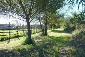 Terreno 1 ha con 120 olivi e rudere