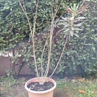 Pianta di oleandro