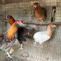 Galline araucana e altro