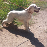Cuccioli di setter