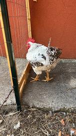 Gallo