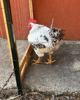 Gallo