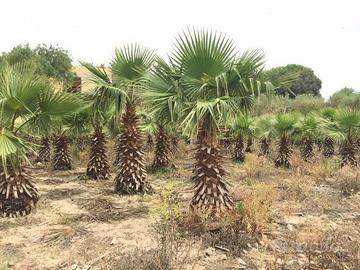 Palme  di diversa specie