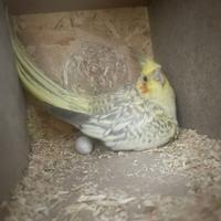 Coppia di Calopsite in salute