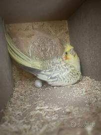 Coppia di Calopsite in salute