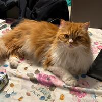 Gatto schottish