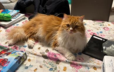 Gatto schottish