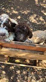 LAGOTTO ROMAGNOLO