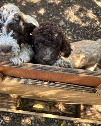LAGOTTO ROMAGNOLO