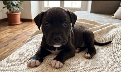 Cucciolo due mesi incrocio Labrador