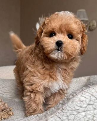 MALTIPOO & MALTIPO BICOLORE CUCCIOLI disponibili