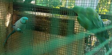 Parrocchetto da collare