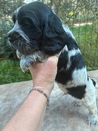 Cuccioli di cocker spaniel