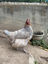 Marans